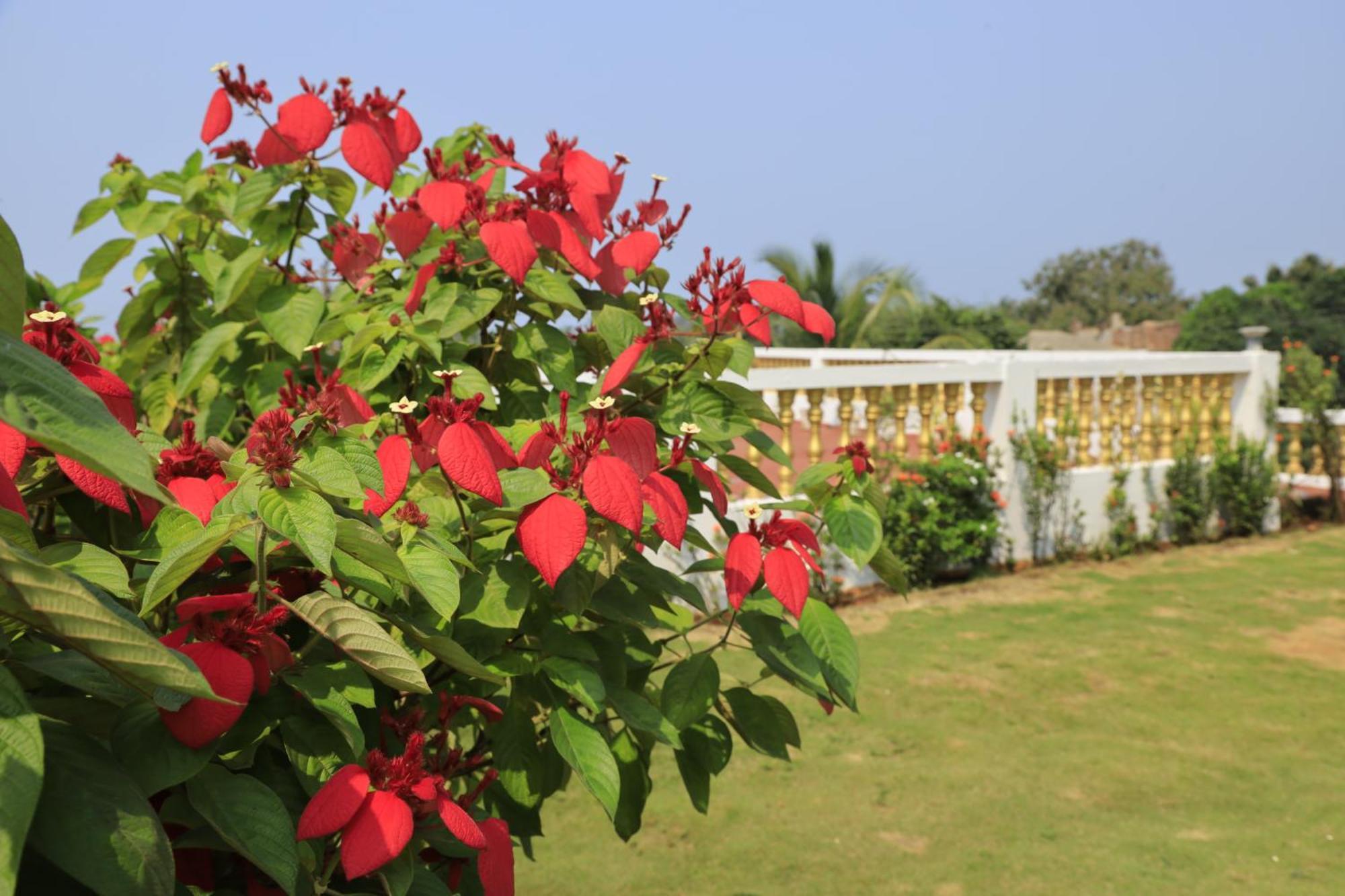 Sparv Aulakhs Resort Mandrem Exterior photo